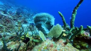 Home whatsapp image 2025 05 02 at 3.42.27 pm (1)